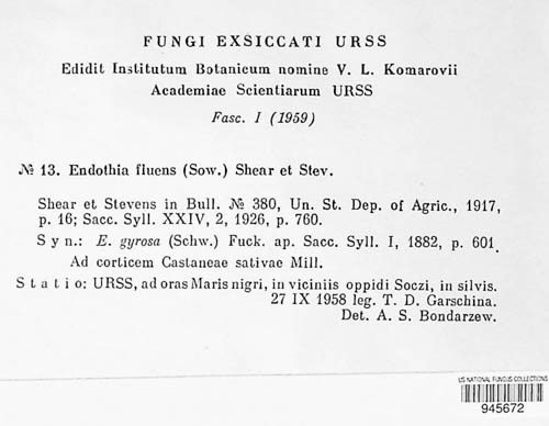 Endothia fluens image